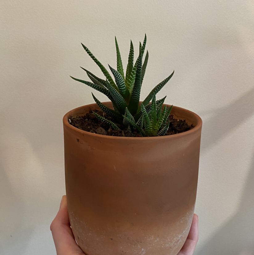 Healthy potted Zebra Plant with striped green leaves held in hand, soil visible.