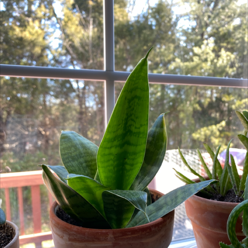 does snake plant attract bugs