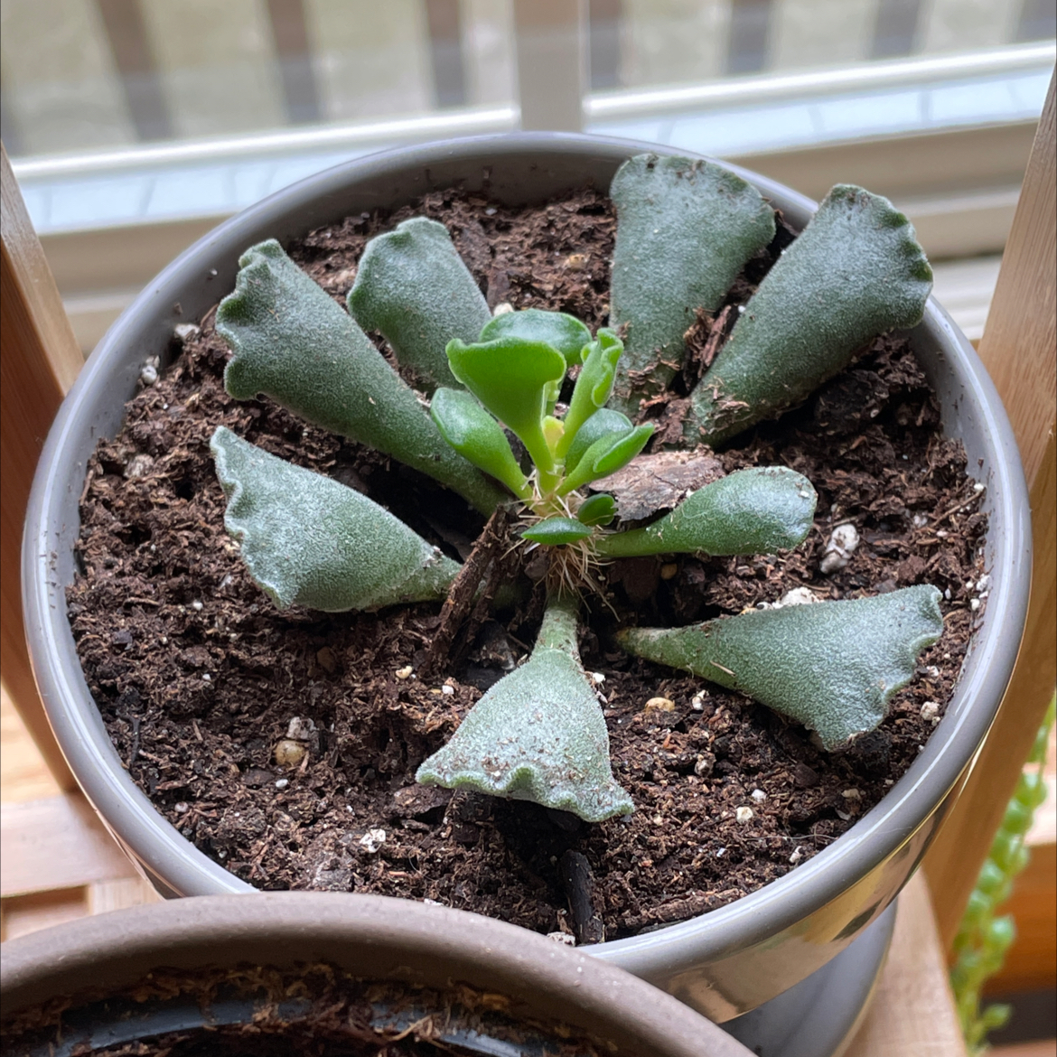 Pillow Feet Crinkle Leaf Plant in a pot with healthy green leaves and visible soil.