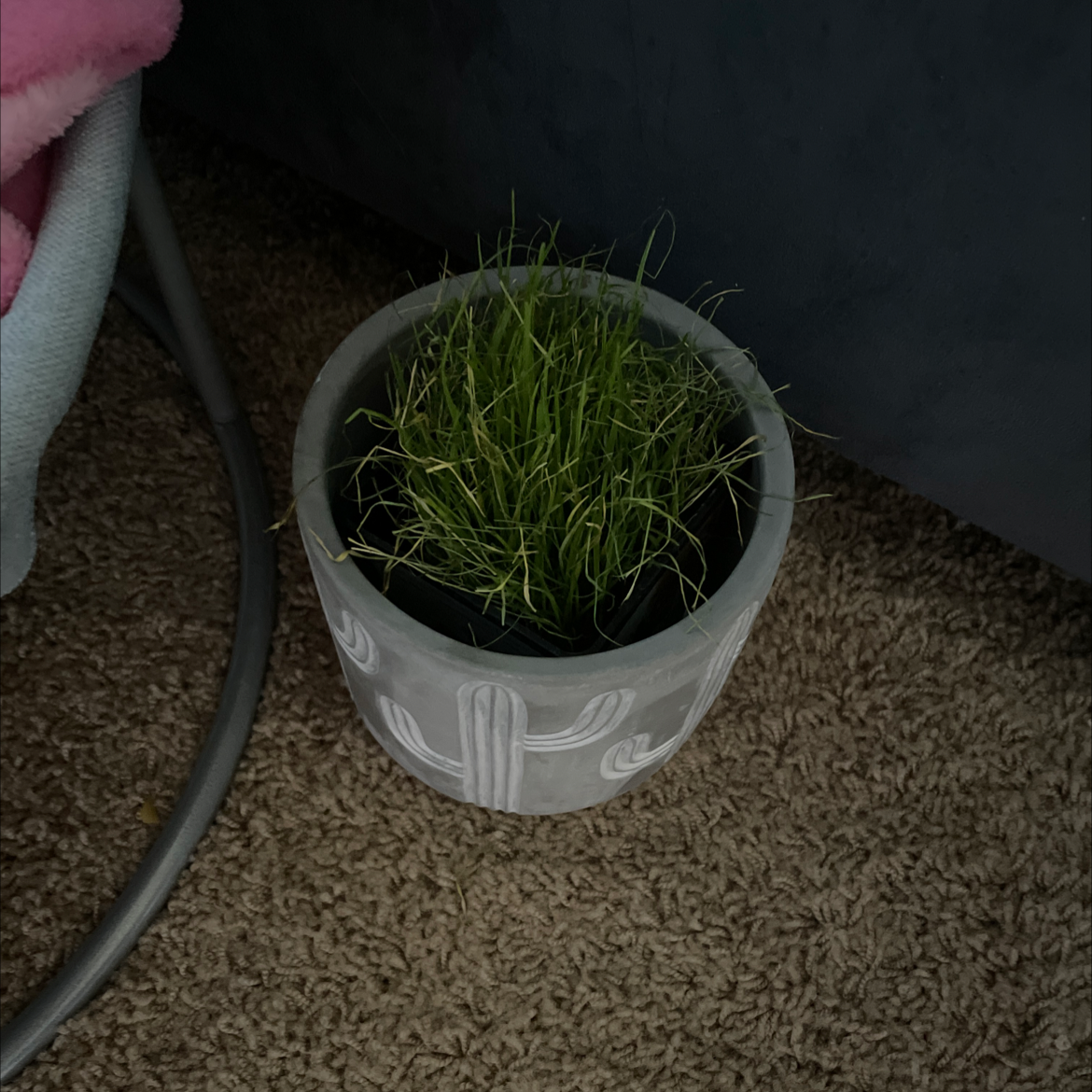Potted Wild Chives plant with thin, grass-like leaves in a decorative pot.