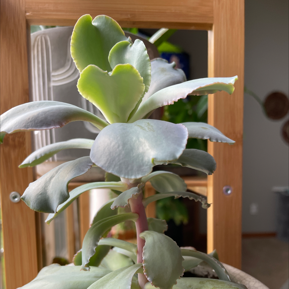 Echeveria Gibbiflora succulent with thick, fleshy leaves in a rosette pattern.