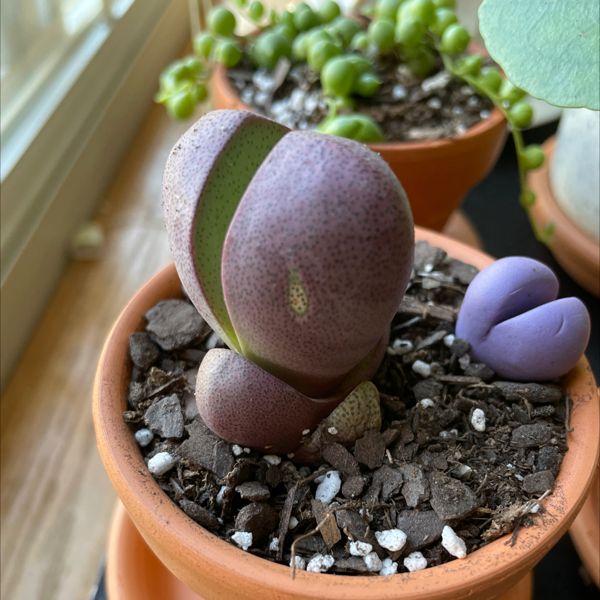 Split Rock plant (Pleiospilos nelii) in a terracotta pot with visible soil and no signs of disease.