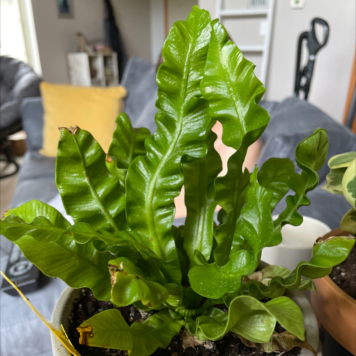Bird's Nest Fern plant photo by @sherkling named Fernie Sanders on Greg, the plant care app.