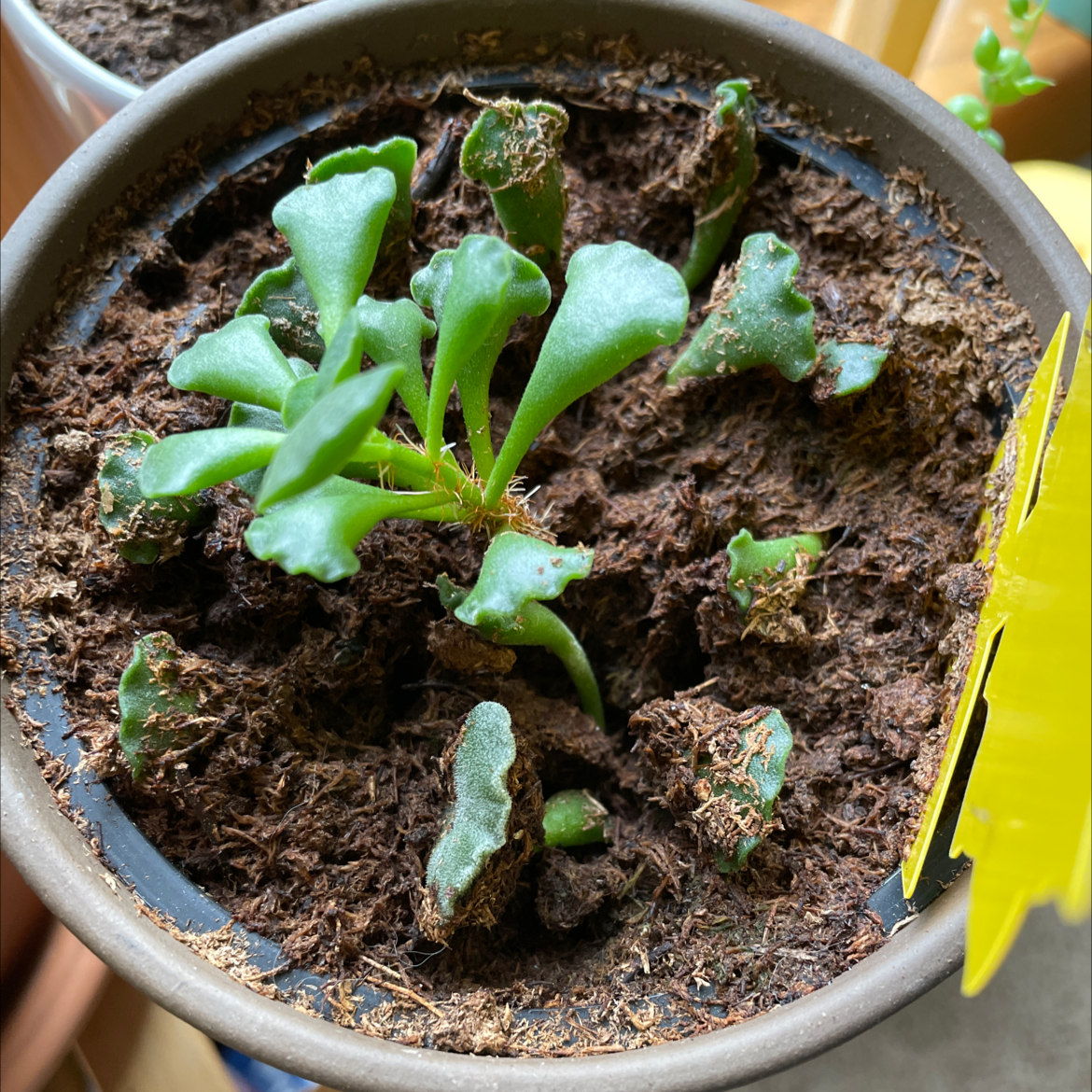 Pillow Feet Crinkle Leaf Plant in a pot with visible soil and some browning leaves.