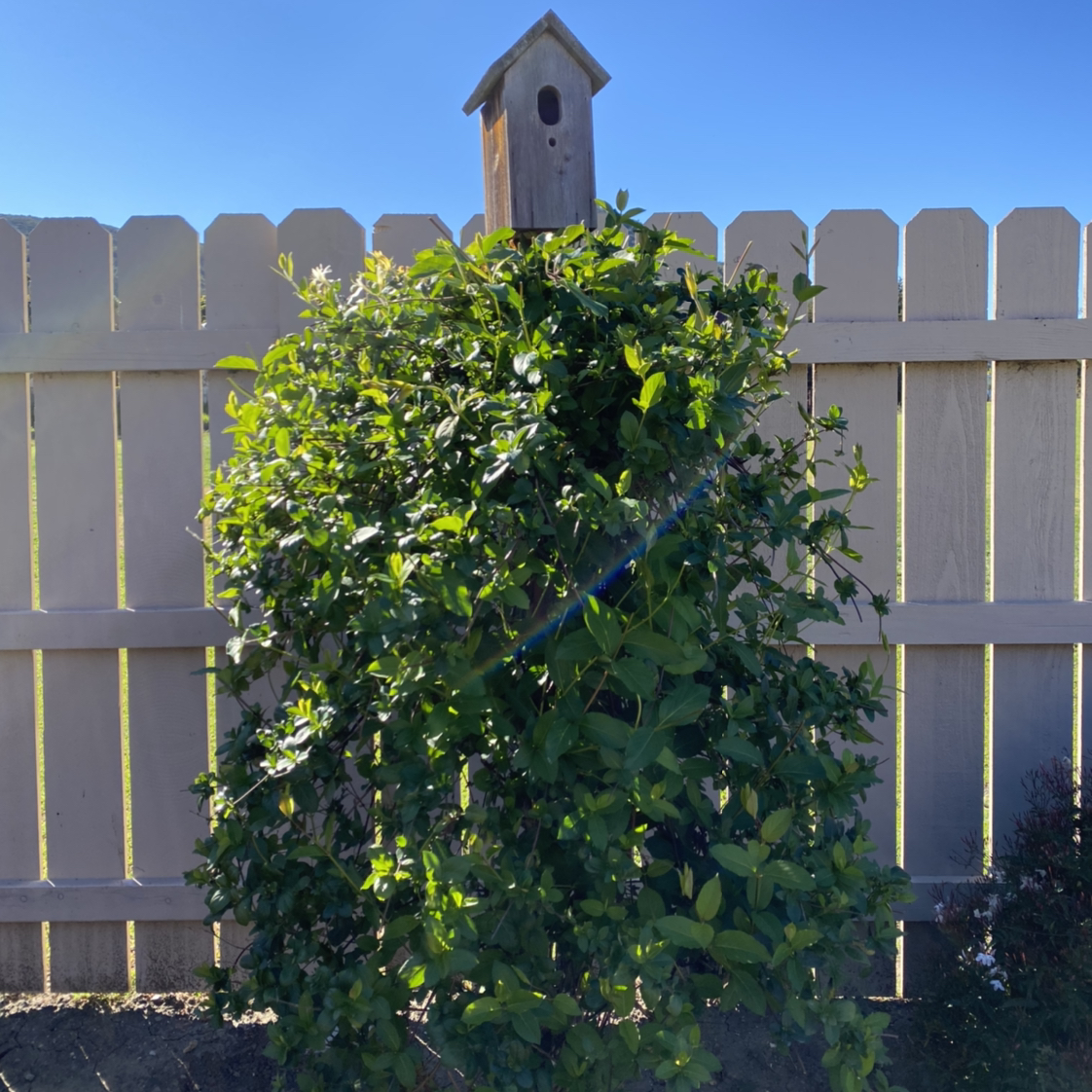 Japanese Honeysuckle plant photo by @LeJardinSLO named Birdhouse Honeysuckle on Greg, the plant care app.
