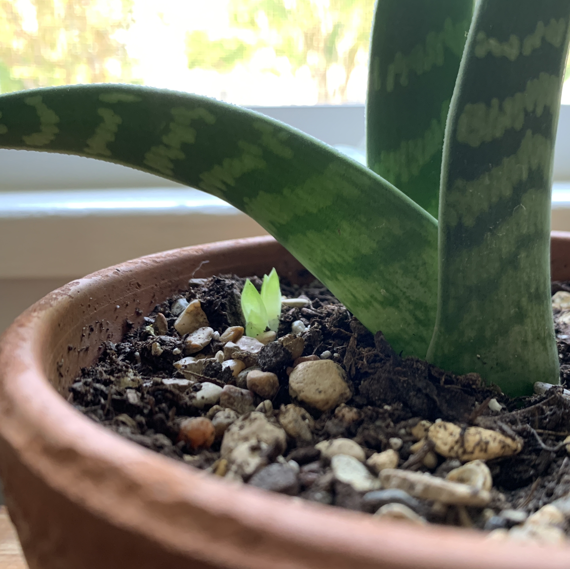 Bird's Nest Snake Plant in a terracotta pot with visible soil and small rocks.