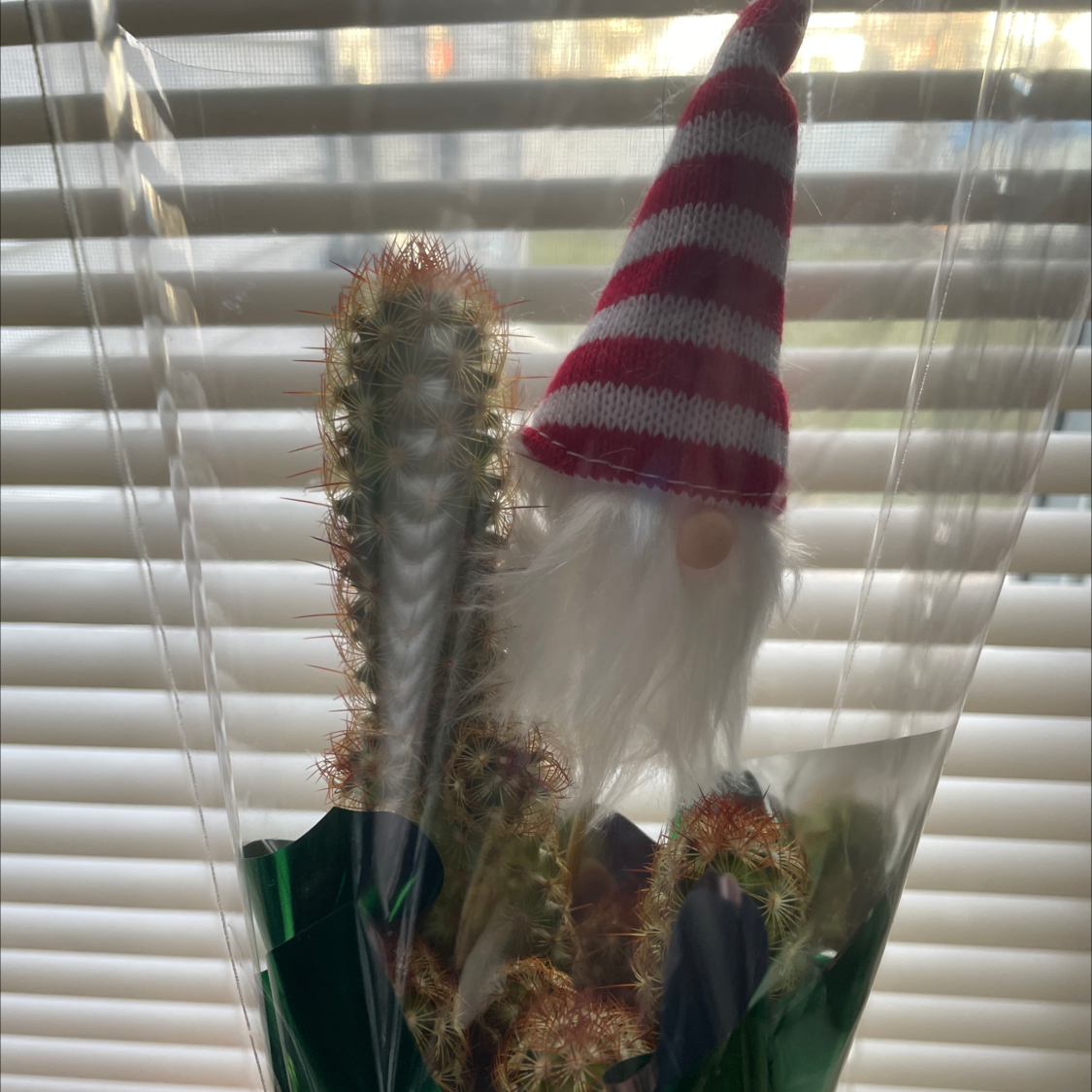 Lady Finger Cactus with a decorative gnome figure in plastic wrapping, against window blinds.