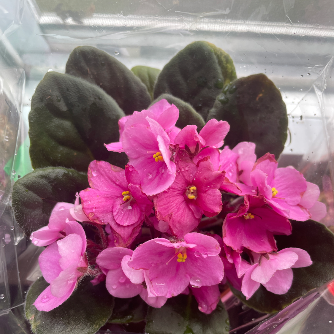Kenyan Violet with vibrant pink flowers and dark green leaves.