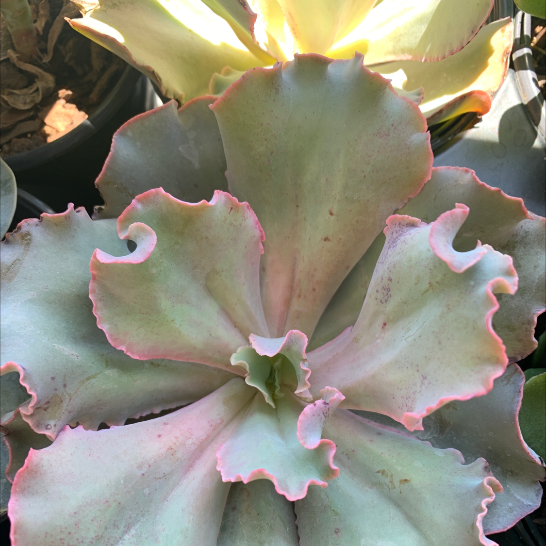 Echeveria Gibbiflora succulent with broad, wavy leaves and pink edges.