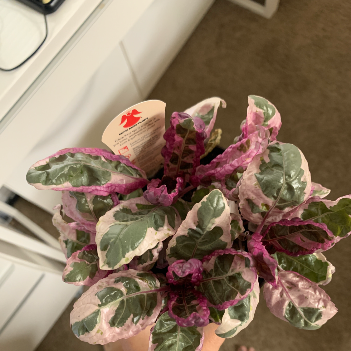 Waffle Plant with variegated green, white, and purple leaves, held by a hand.