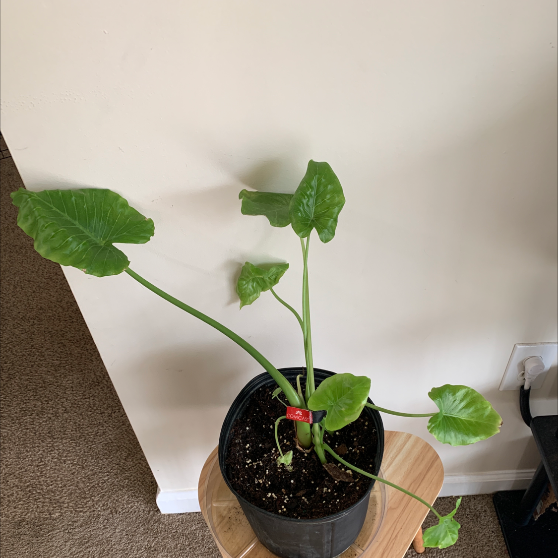 Potted Giant Taro plant with large green leaves, well-framed and healthy.