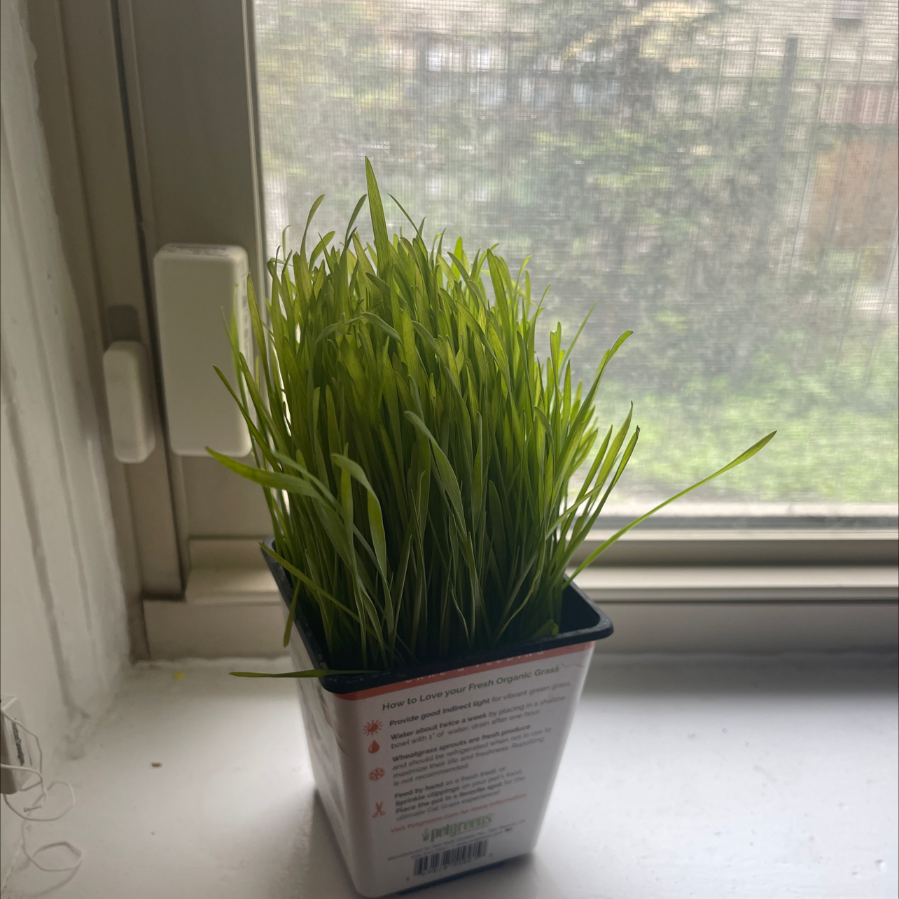 A healthy pot of wheatgrass on a windowsill with vibrant green leaves.