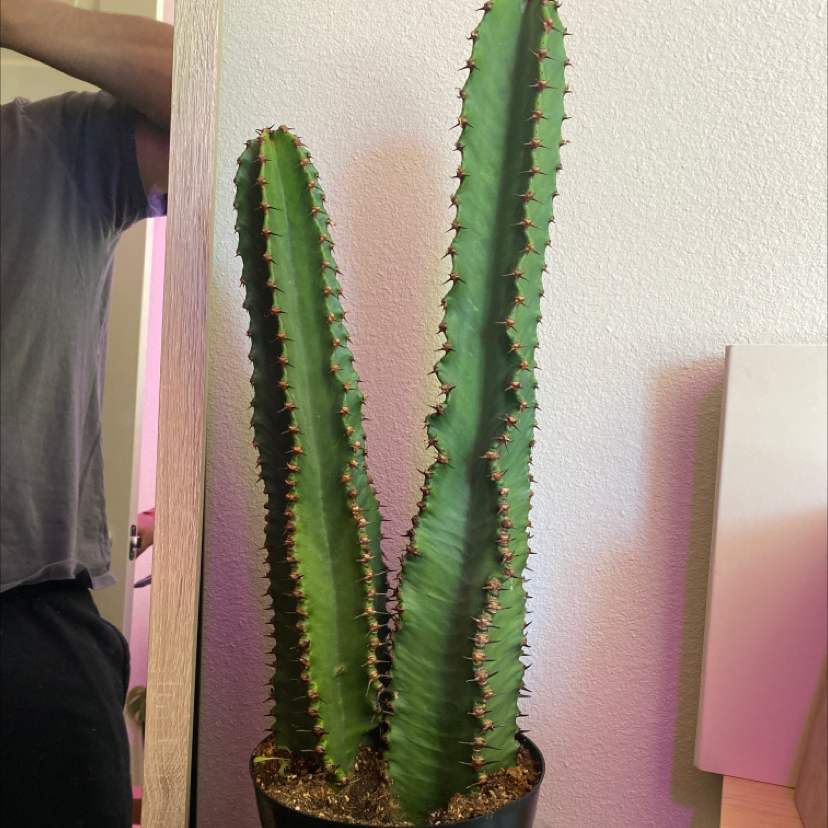 Tall, green succulent plant with spiny ridges, likely a Giant African Candelabra Tree, in a pot.