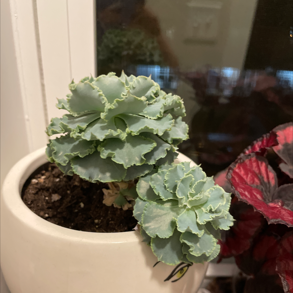 Photo of the plant species Echeveria 'Rosea' by @ZingTwister named Sigmund on Greg, the plant care app