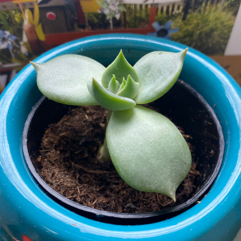 Blue Echeveria plant in a blue pot with visible soil, appears healthy.