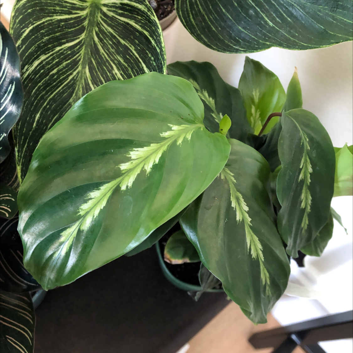 Healthy Prayer Plant 'Maui Queen' with vibrant green leaves and white markings.