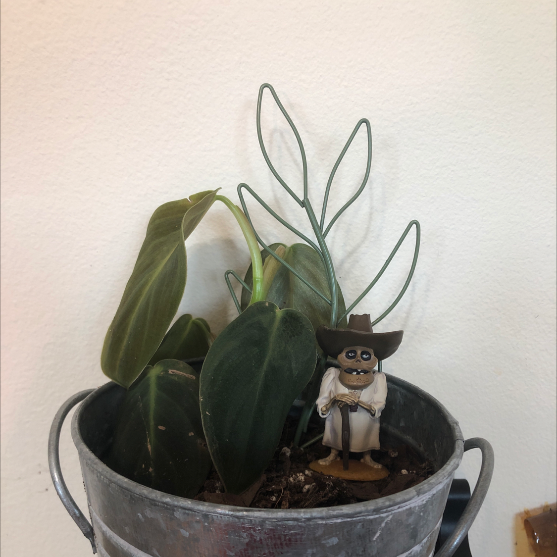Philodendron gigas plant in a metal pot with some yellowing and browning leaves, and a small figurine.