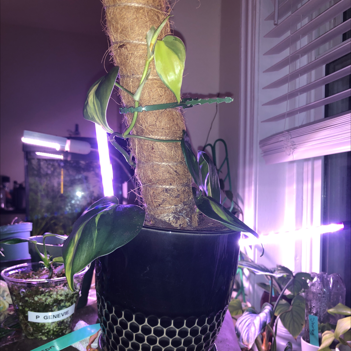 Philodendron 'Cream Splash' climbing a support structure in a pot, healthy leaves.