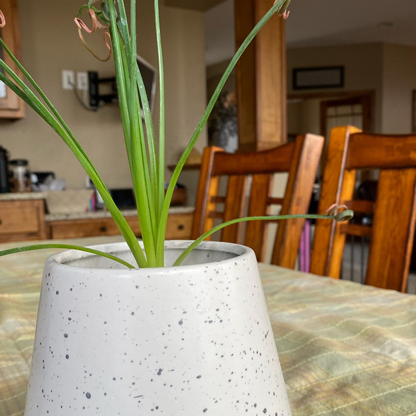 Frizzle Sizzle plant in a white pot with some browning leaf tips, placed on a table indoors.