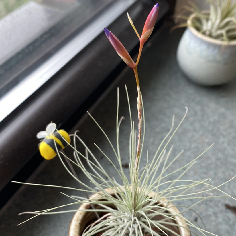 Spreading Airplant (Tillandsia recurvata) with a flowering stalk, another plant in the background.
