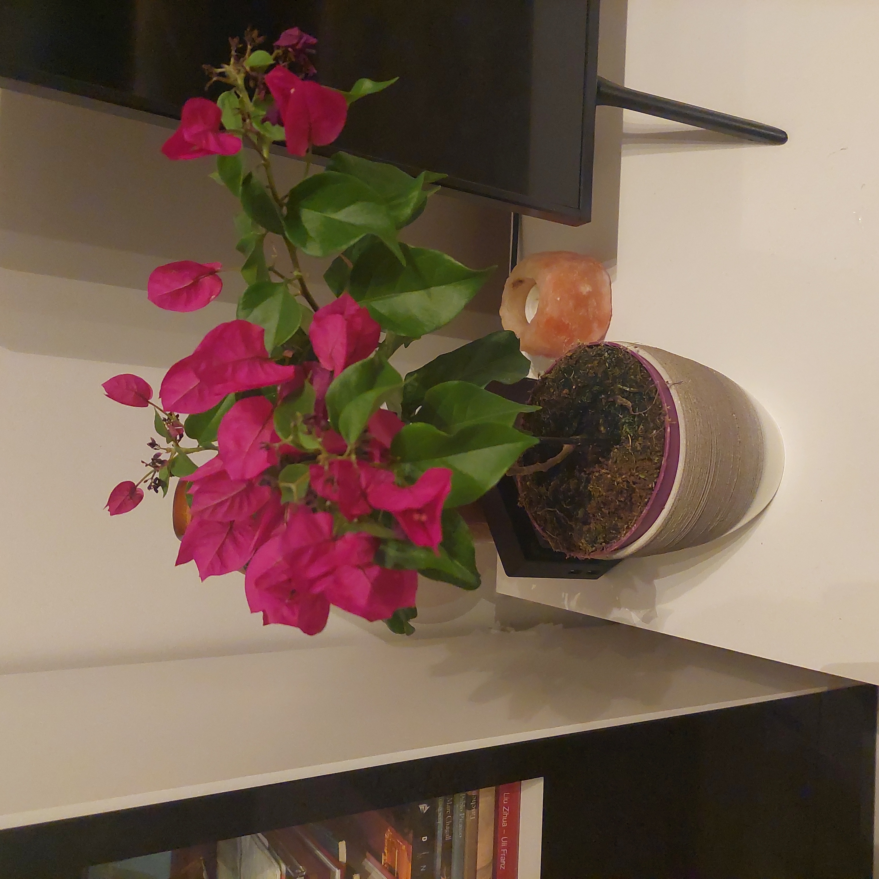 Potted Lesser Bougainvillea with vibrant pink flowers and green leaves on a shelf.