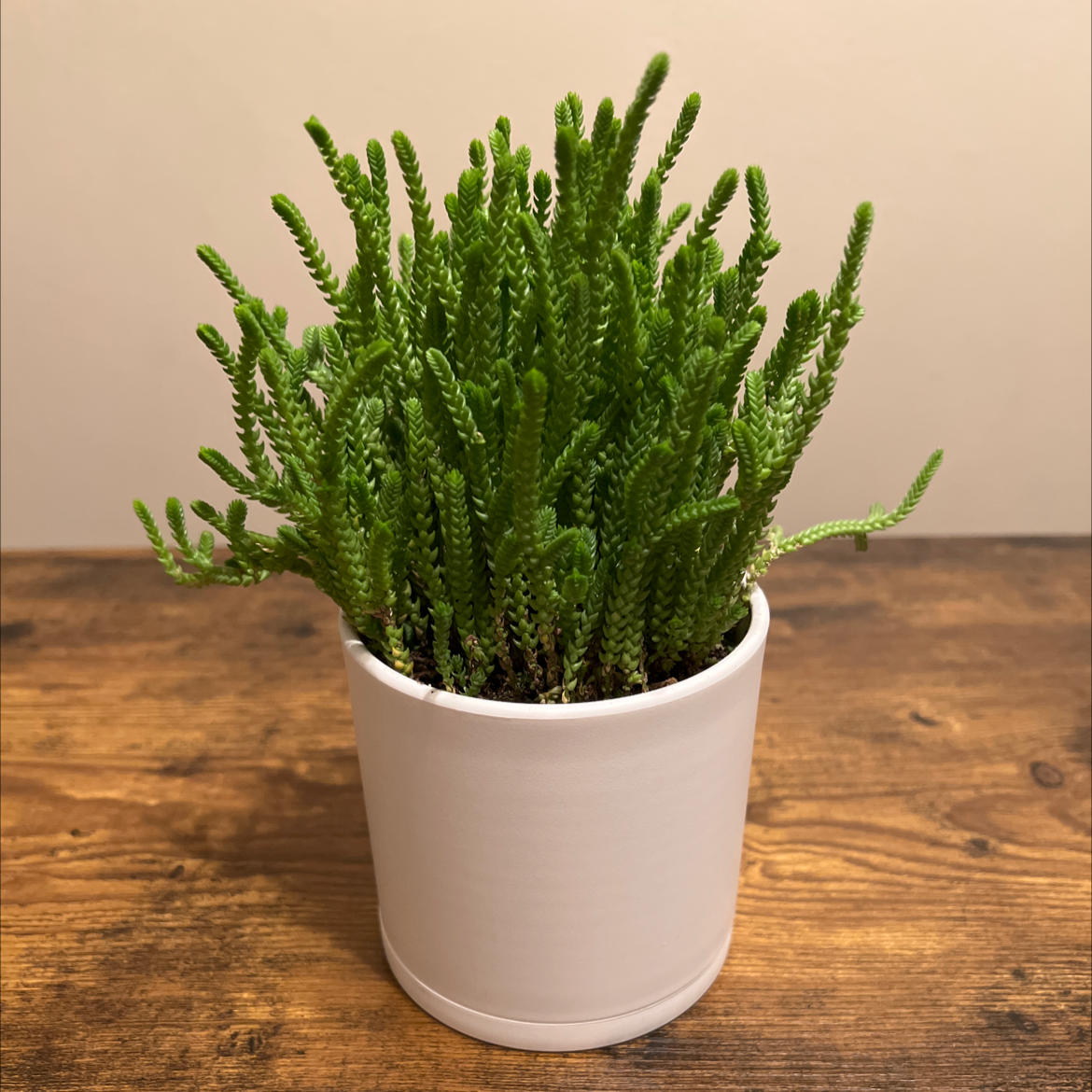 Healthy Rattail Crassula plant in a white pot on a wooden surface.