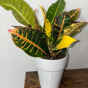 Croton 'Petra' plant photo by @PlantTherapy named Tropic Shay 💛🧡💖 on Greg, the plant care app.