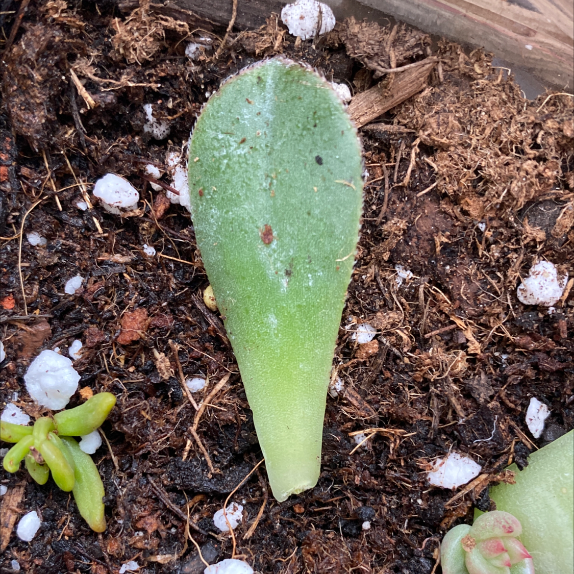 Single leaf of a Kiwi Aeonium succulent on soil with visible black spots.