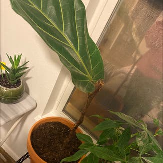 Fiddle Leaf Fig plant in Somewhere on Earth