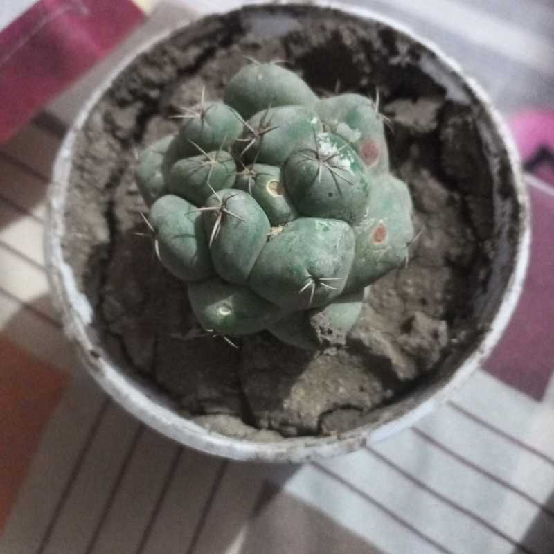 Coryphantha