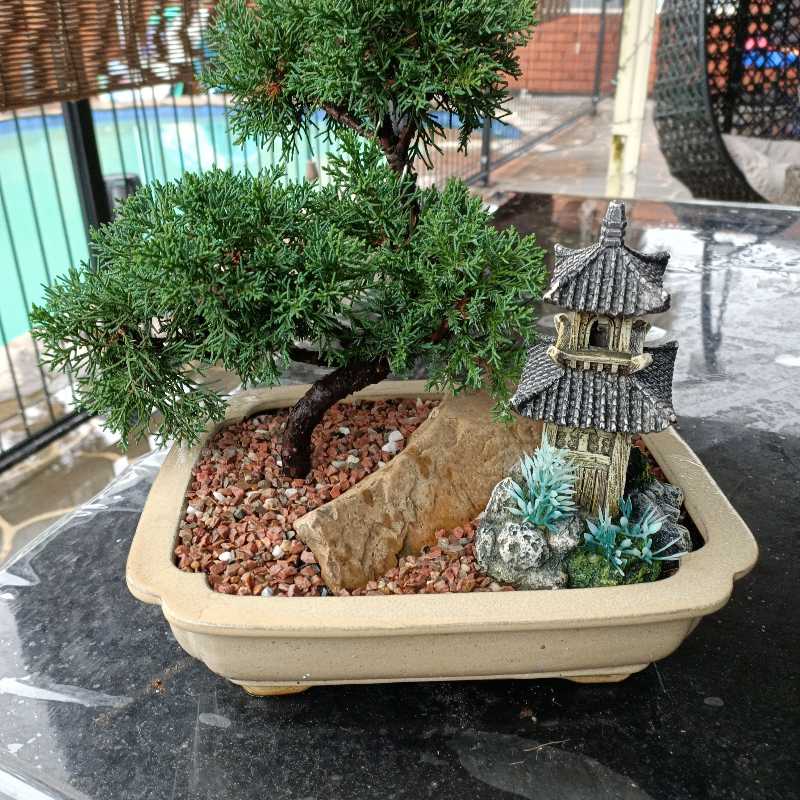 Photo of the plant species Needle Juniper by @Amitira named Jup on Greg, the plant care app