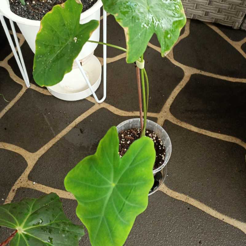 Photo of the plant species Imperial Taro by @Amitira named Ill on Greg, the plant care app