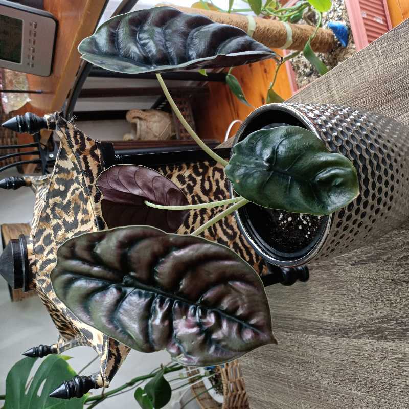 Jewel Alocasia plant with dark, glossy leaves in a pot with visible soil.