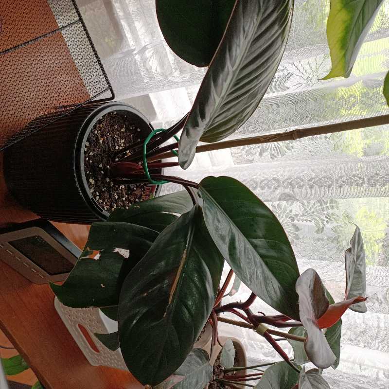 Philodendron 'Congo' plant in a pot with visible soil, healthy dark green leaves.