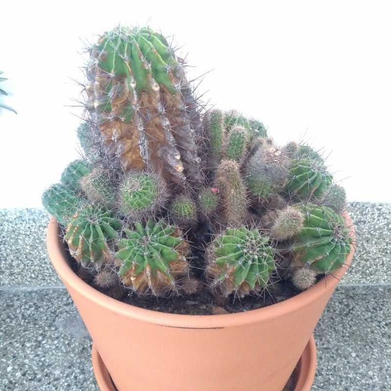 Potted Easter Lily Cactus with some browning stems, indicating potential health issues.