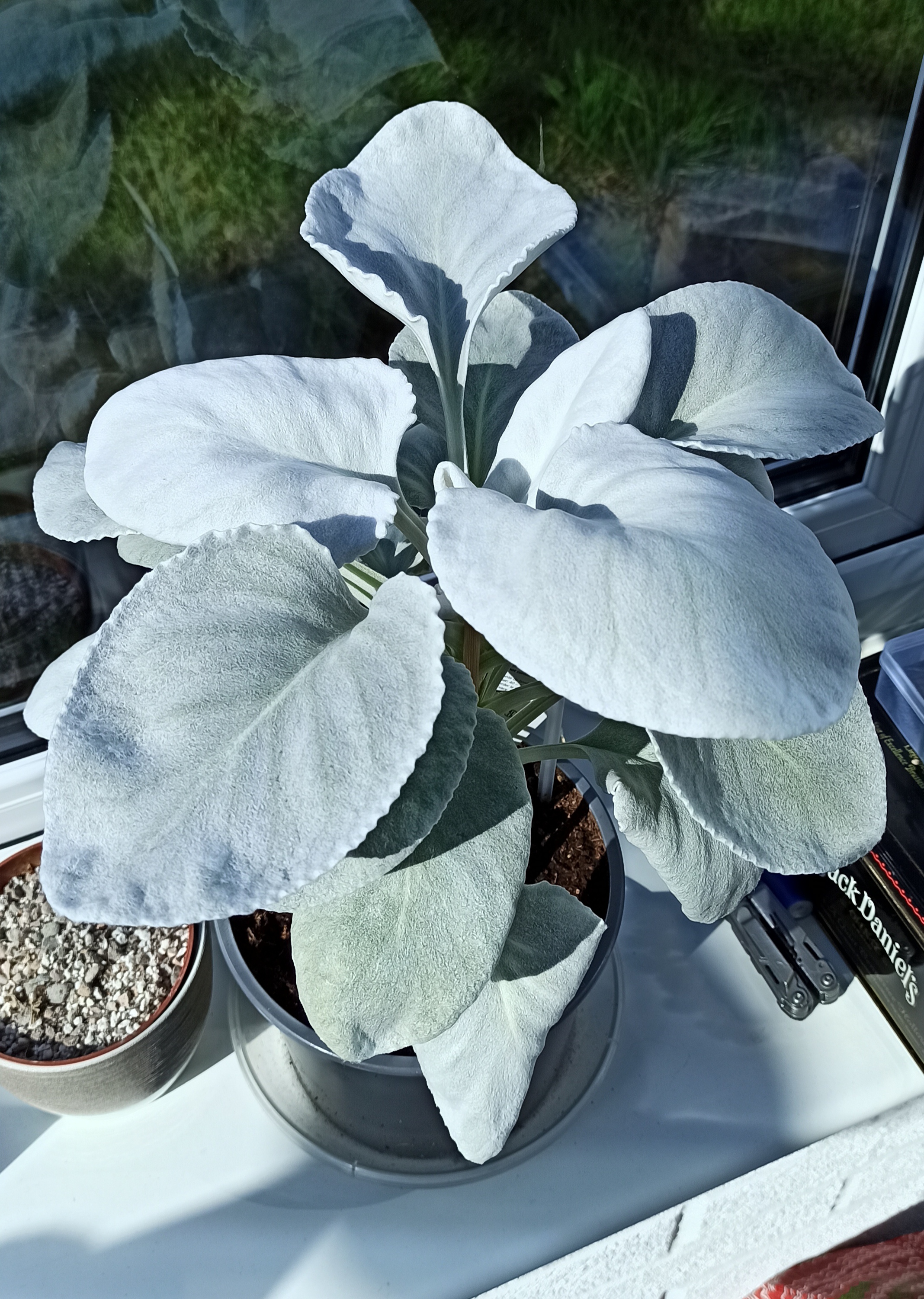 Potted Angel Wings Senecio plant with silvery-white leaves on a windowsill.