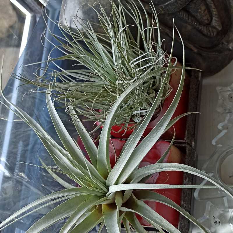 Two healthy Giant Airplants (Tillandsia utriculata) in a container.