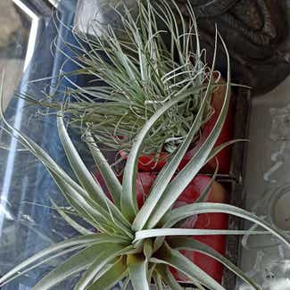 Giant Airplant plant in Asfordby, England