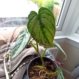 Silver Leaf Philodendron plant in Asfordby, England