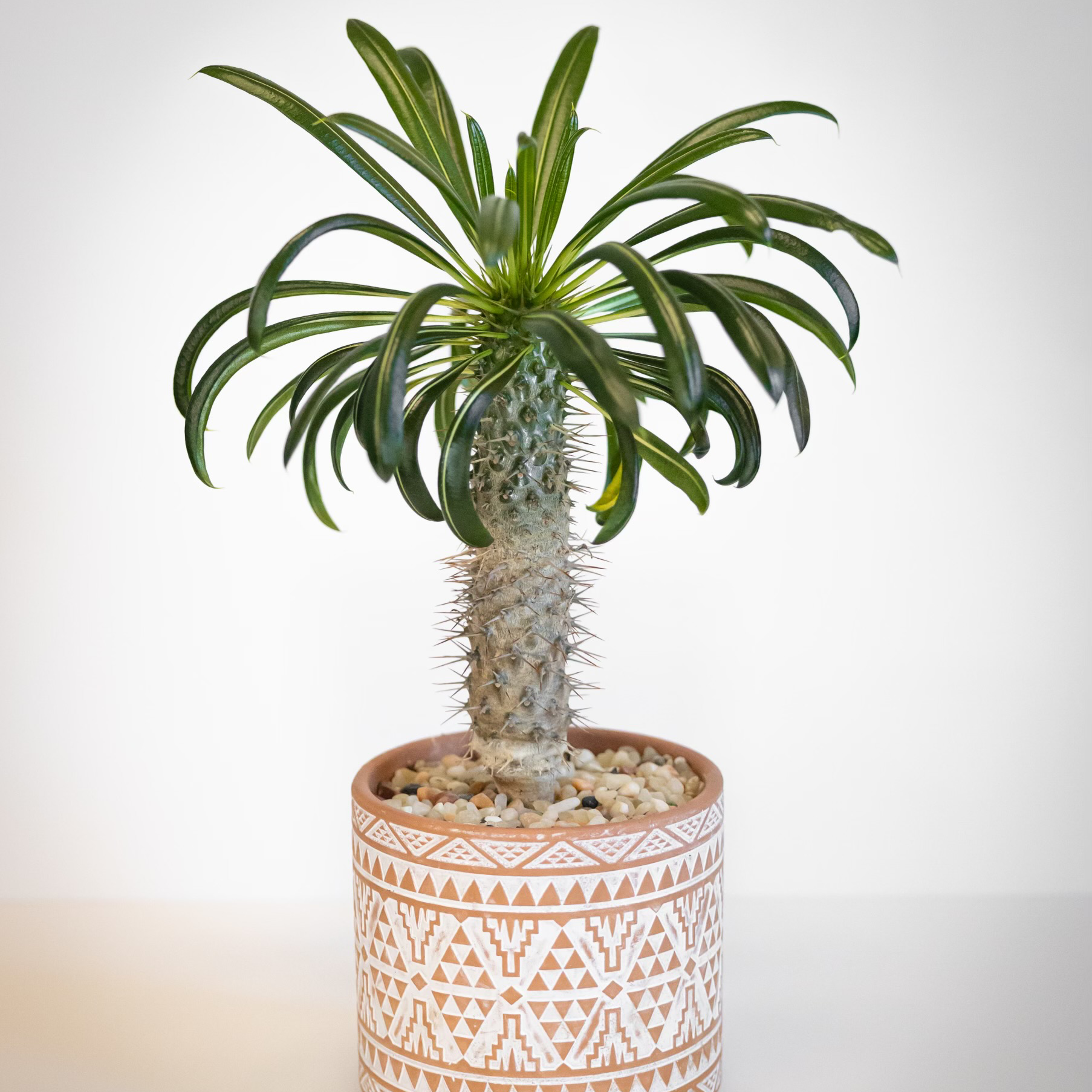 Photo of the plant species Madagascar Palm by @AliveRedclover named Madagascar Palm on Greg, the plant care app
