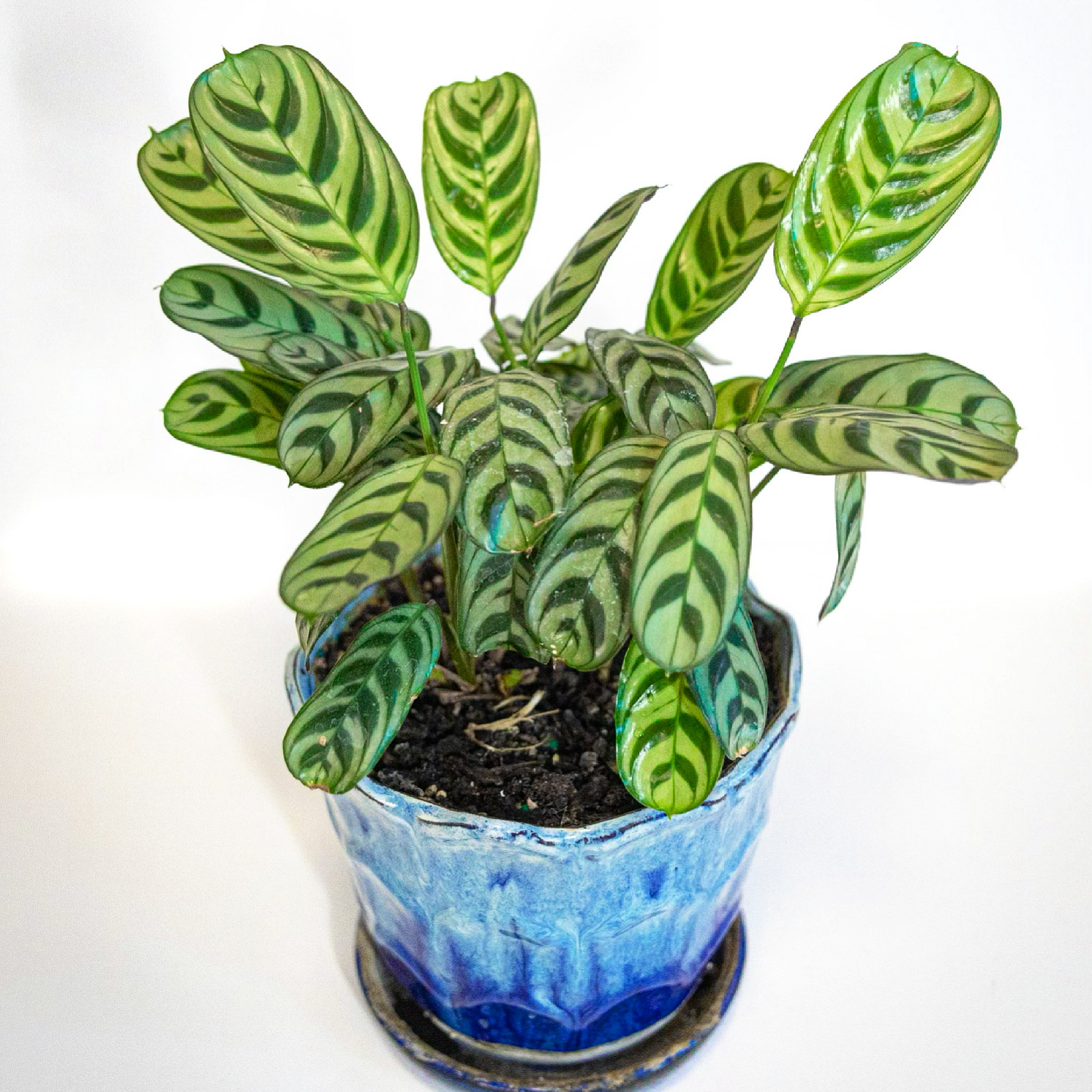 Photo of the plant species Fishbone Prayer Plant by @AliveRedclover named Peacock Plant (Goeppertia Makoyana) on Greg, the plant care app