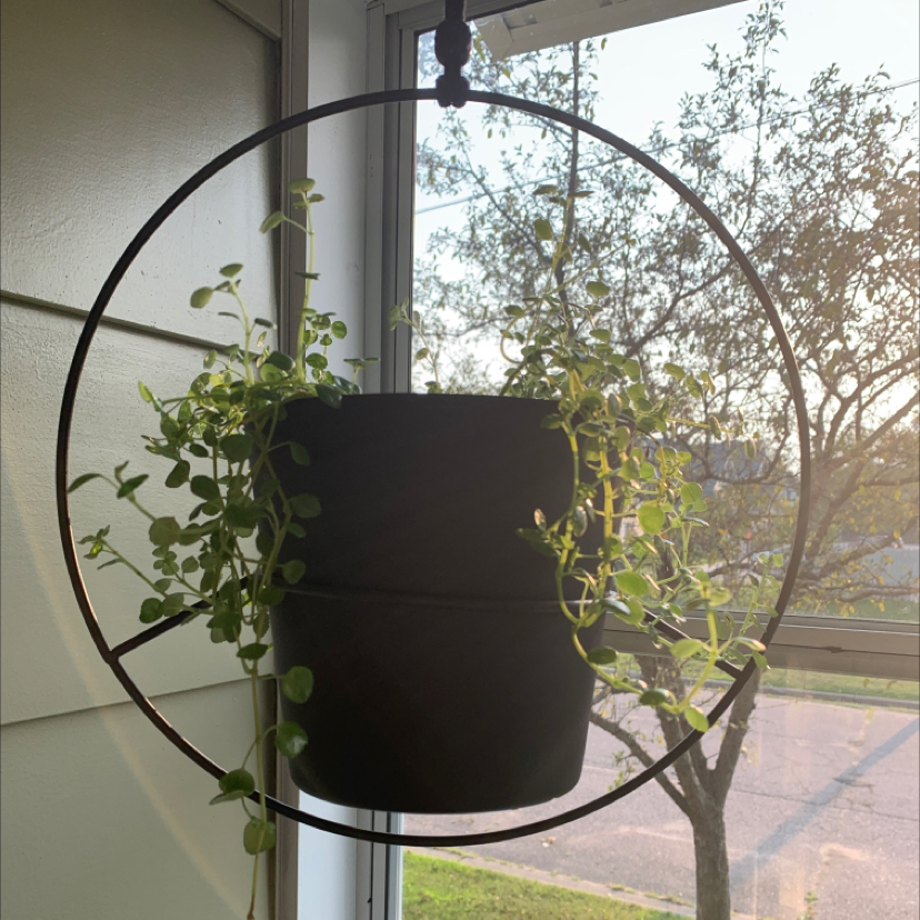 Healthy Pilea glauca 'Baby Tears' plant in black hanging planter in front of window with outdoor foliage visible
