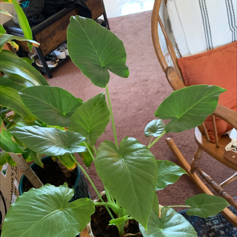 Healthy Giant Taro plant with large green leaves indoors.