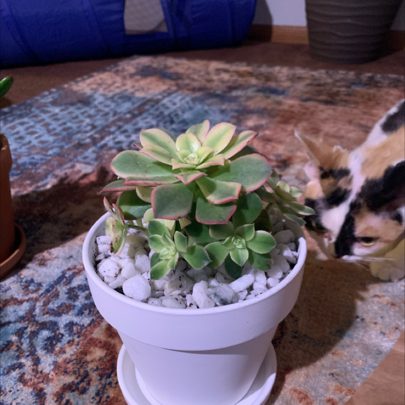 Photo of the plant species Aeonium 'Sunburst' by Kay named Copper Pinwheel on Greg, the plant care app