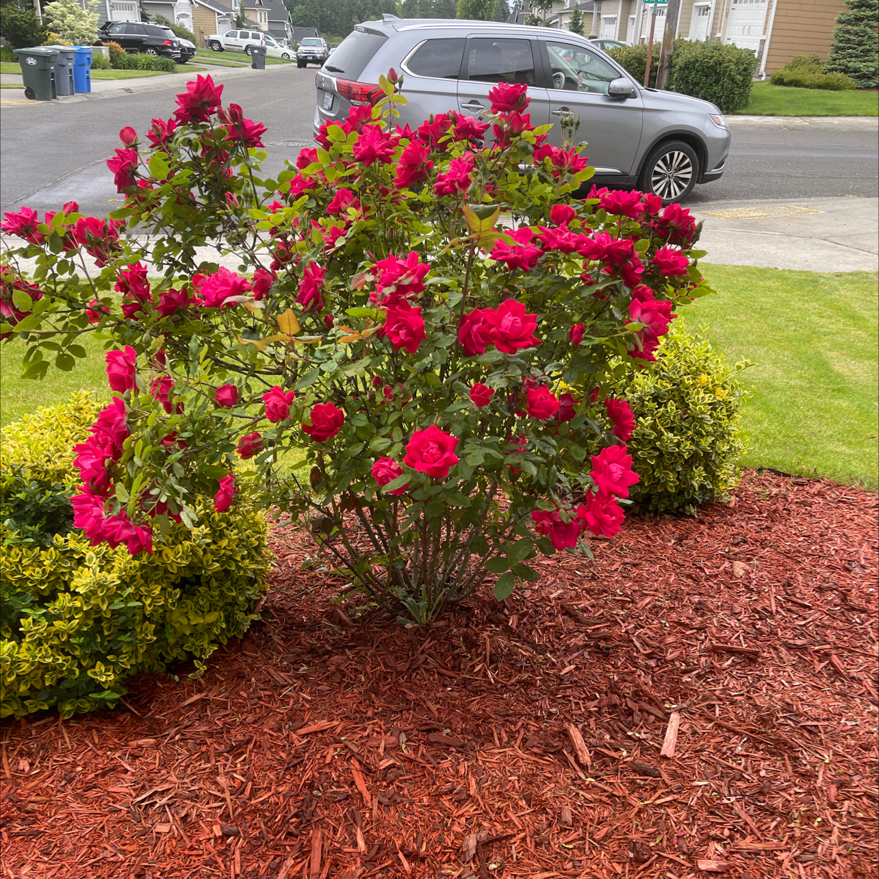 Healthy Beach Rose plant with vibrant red flowers, surrounded by mulch.