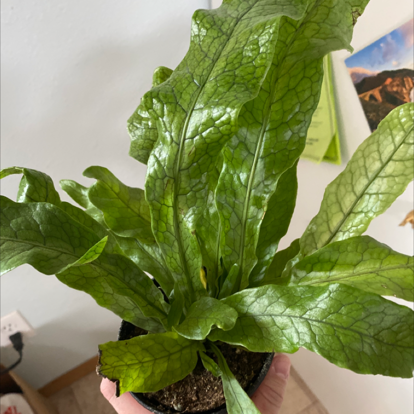 Crocodile Fern with vibrant green leaves and distinct veined pattern, held by a hand.