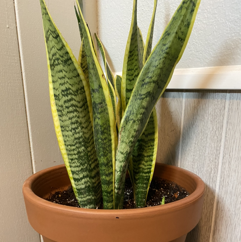 Photo of the plant species Variegated Snake Plant by @Apbafaro named Sneaky snake on Greg, the plant care app