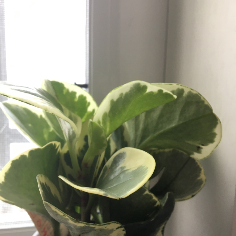 Baby Rubber Plant plant photo by @Planti28 named dr. holly on Greg, the plant care app.