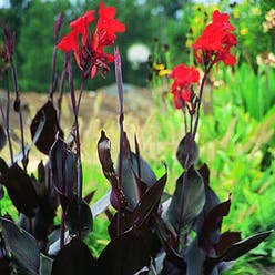 Canna Lily plant
