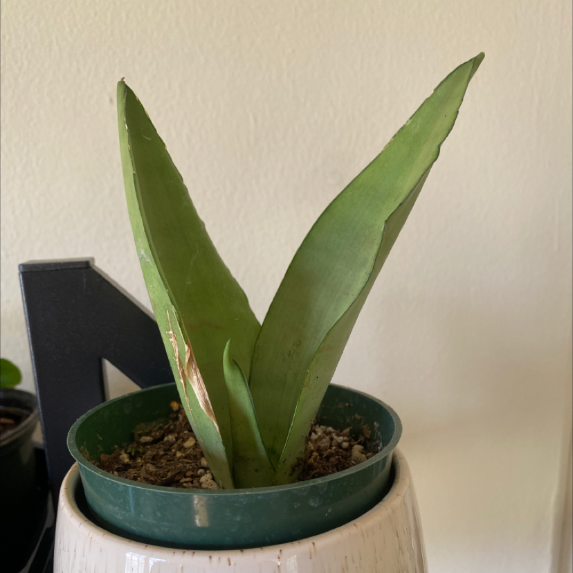 Silver Snake Plant with two leaves, one showing a brown streak. Potted with visible soil.